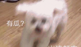 吃瓜娱乐圈懒猫儿,揭秘明星幕后故事